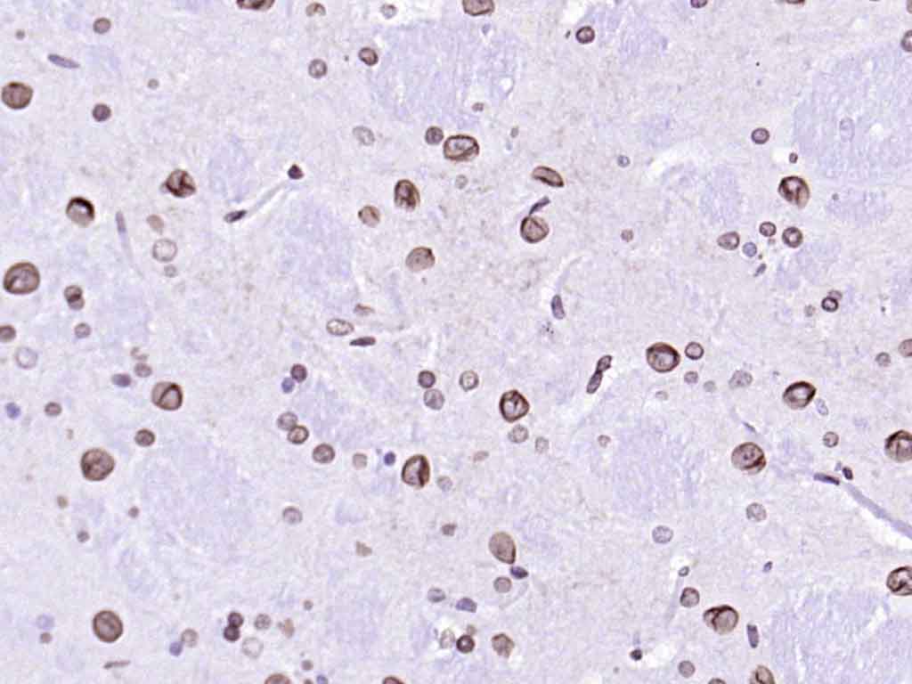 核纤层蛋白A抗体-bsm-34042M